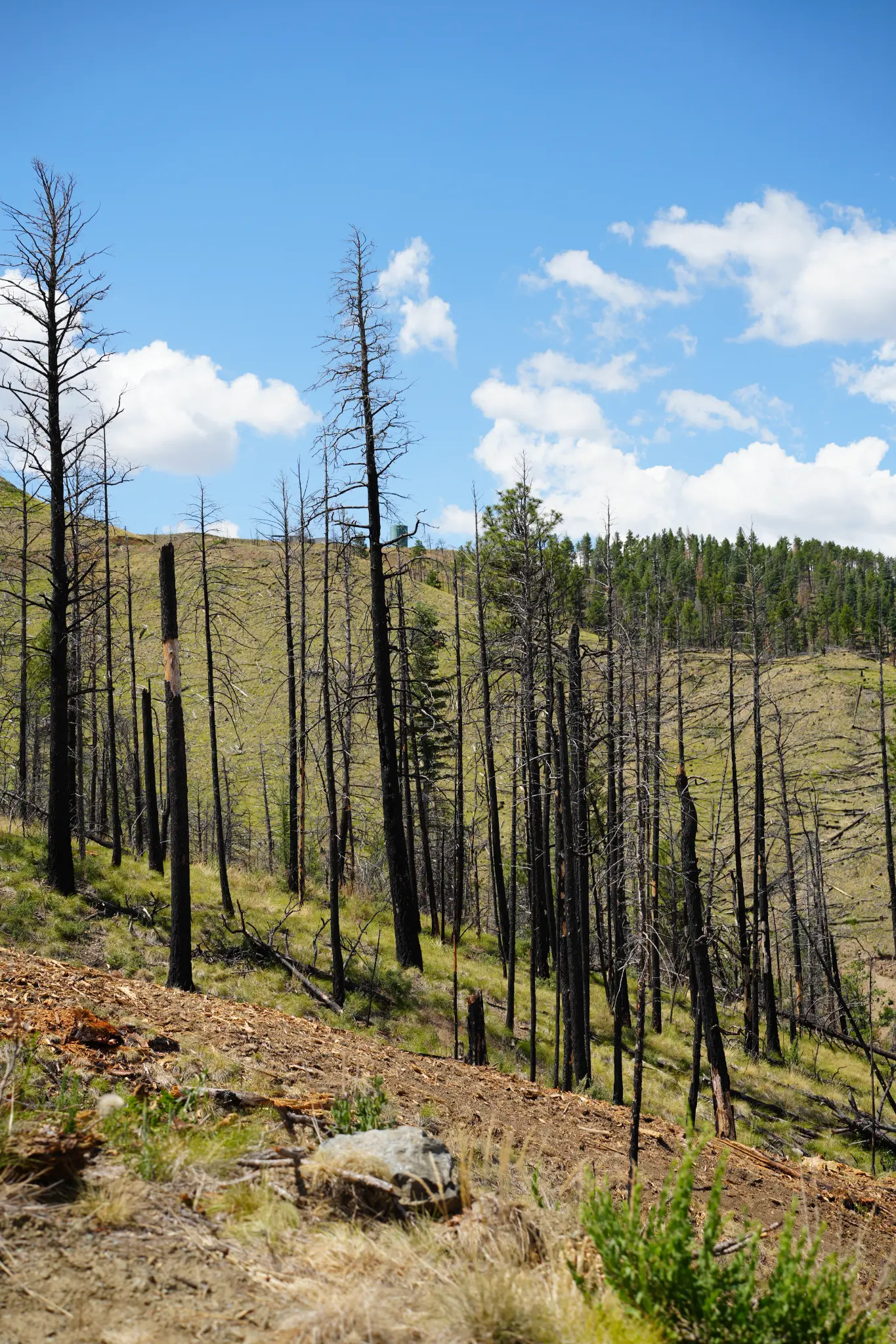 Burned forest landscape from a New Mexico wildfire